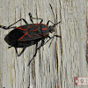 Maple Bug or Western Boxelder Bug