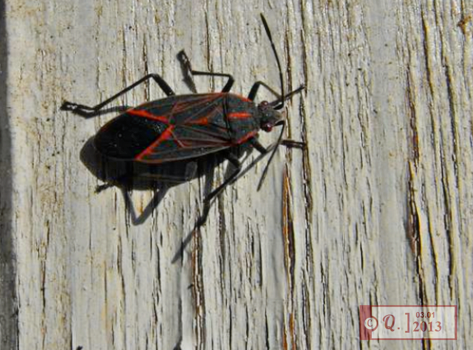 Maple Bug or Western Boxelder Bug