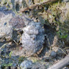 Big-eyed toad bug