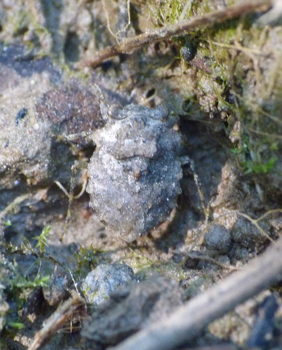 Big-eyed toad bug