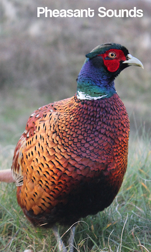 Pheasant Sounds