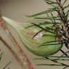 Pineleaf Milkweed