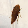 Flat-head Leafhopper