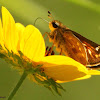 Sachem skipper butterfly