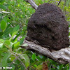 Arboreal termite nest
