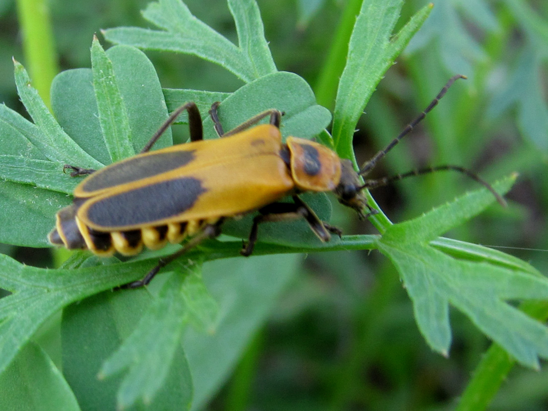 Goldenrod Soldier Beetle Project Noah