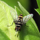 Leafroller Tachinid (Fly)