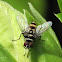 Leafroller Tachinid (Fly)