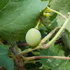 Grapes