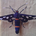 Handmaiden Moth