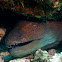 Giant Moray Eel