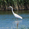 Great White Egret; Garceta Grande