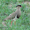 Crowned lapwing/plover