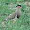 Crowned lapwing/plover