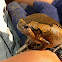 Asian Banded Bullfrog