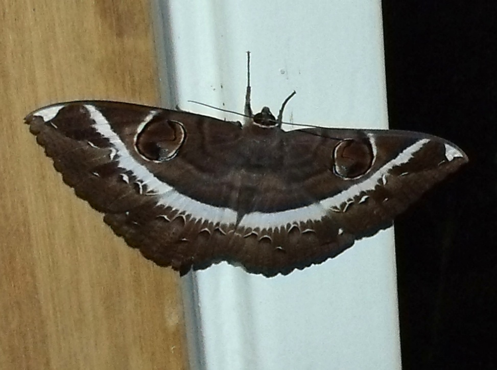 Erebus Moth