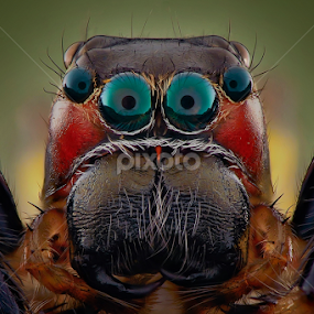 cyan eyes by Rhonny Dayusasono - Animals Insects & Spiders
