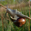 Unknown land snail
