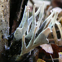 candlestick fungus, the candlesnuff fungus, carbon antlers, the stag's horn fungus