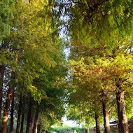 菁芳園 Tenway Garden／花園餐廳／落羽松