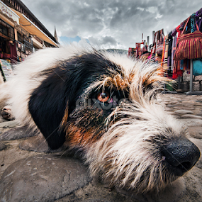 Loneliness by MIhail Syarov - Animals - Dogs Portraits