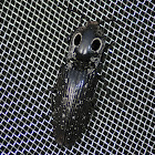 Eyed Click Beetle