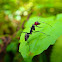 Red-headed Ant