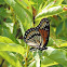 Viceroy Butterfly