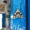 An unknown Moth ( एक अज्ञात पतंगा )