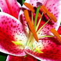 Stargazer lily