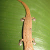 Northern Banana Salamander