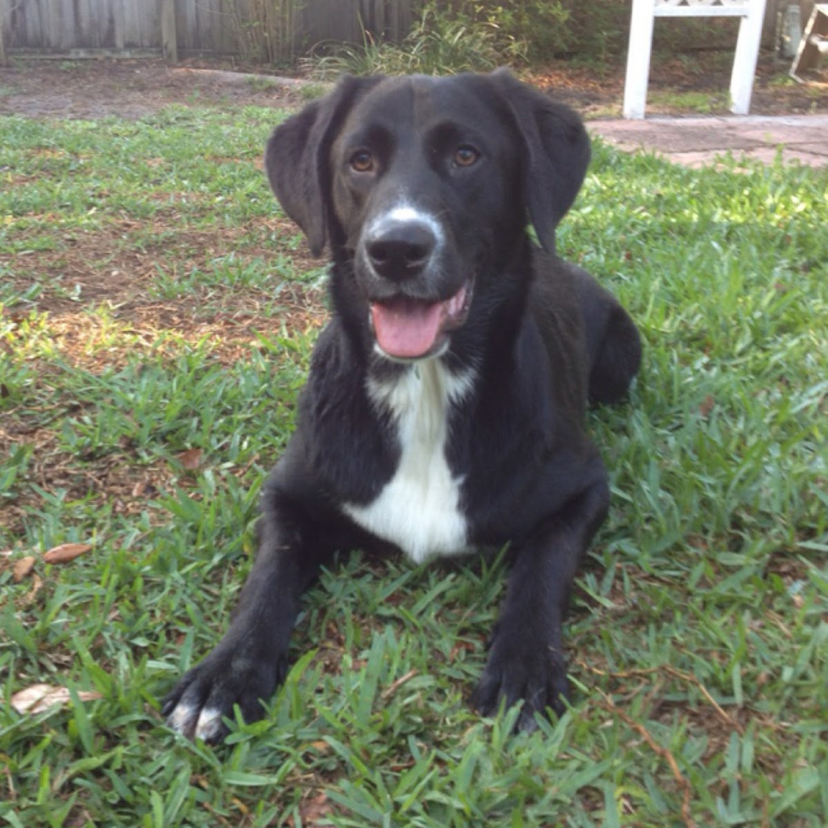 Borador (border collie x Labrador)