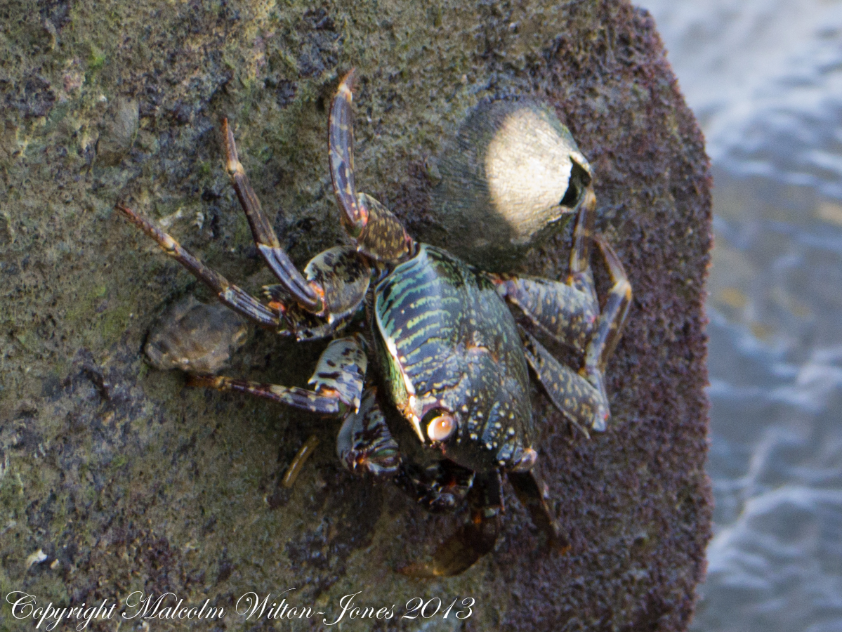 Mottled Lightfoot Crab