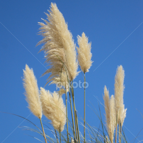 by Bepina Spužvasta - Flowers Flowers in the Wild