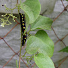 Calpinae moth, caterpillar
