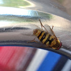 Syrphid Fly or Flower Fly