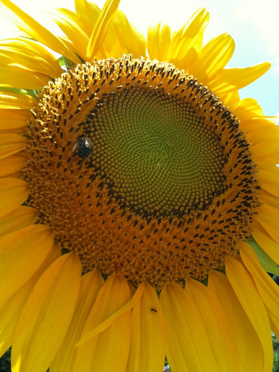 Sunflower, Bumble bee, and a black ant