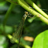 Emerald Damselfly