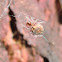 Tiny orb spider