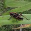 Lubber grasshopper nymph