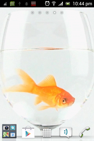 Gold Fish Live Wallpaper