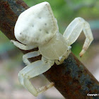 White Crab Spider