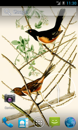 免費下載攝影APP|Audubon's Birds of America V02 app開箱文|APP開箱王