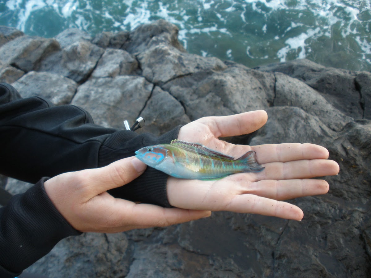 Ornate wrasse