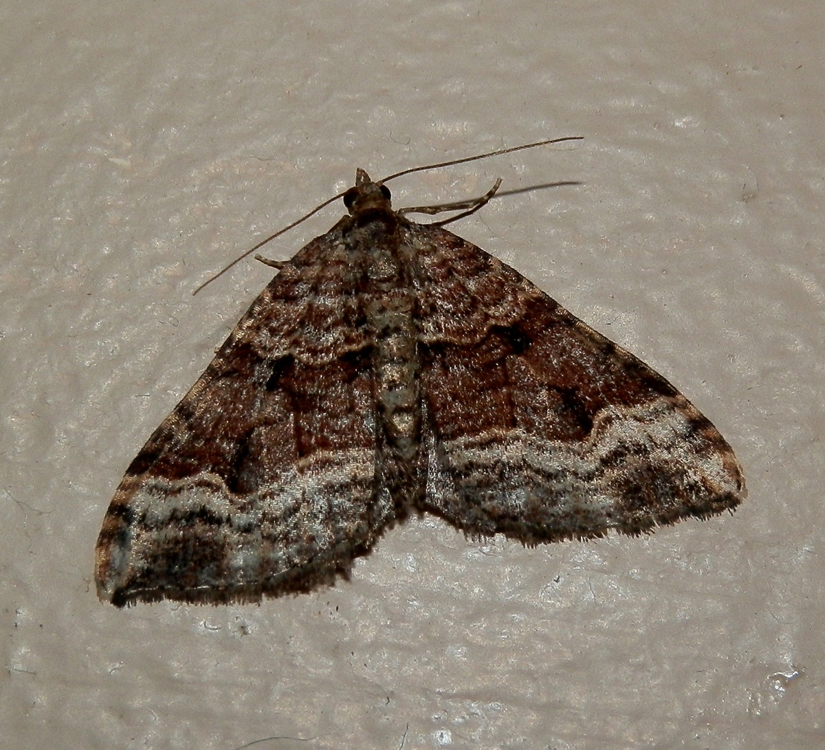 Epyaxa Moth