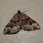 Epyaxa Moth