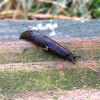 Black Garden Slug