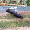 Black Garden Slug
