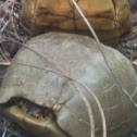 Three toed box turtle