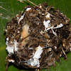 Black Weaver Ant Nest